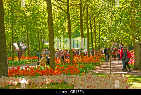 Ai visitatori di ammirare i fiori mentre si cammina per le strade in giardini Keukenhof Lisse, Olanda Foto Stock