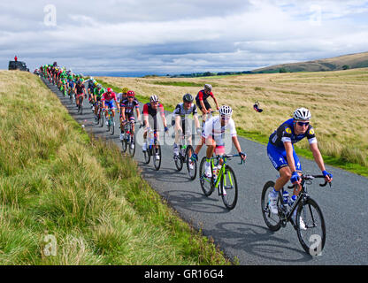 Caldbeck fells, Cumbria, Regno Unito. 5 Settembre, 2016. Cumbria, fase 2, il tour della Gran Bretagna 05-09-16. Su open moorland sul Caldbeck fells, un ciclista scarta un paio di occhiali da sole come principale peloton proviene oltre il ciglio di una collina prima di iniziare la discesa in Uldale. Credito: Julie friggitrice/Alamy Live News Foto Stock