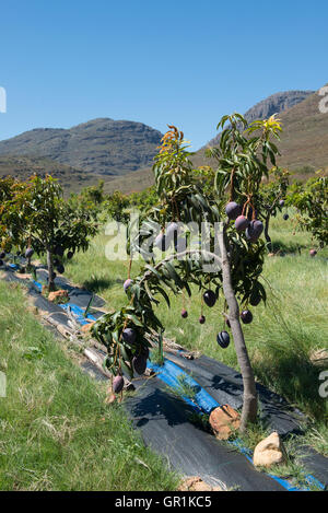 Alberi di mango (Mangifera indica), sensazione di varietà coltivati biologicamente con irrigazione, Cederberg, Western Cape, Sud Africa Foto Stock