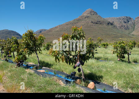 Alberi di mango (Mangifera indica), sensazione di varietà coltivati biologicamente con irrigazione, Cederberg, Western Cape, Sud Africa Foto Stock