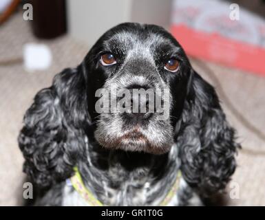 Bianco e Nero Cocker Spaniel cane Foto Stock