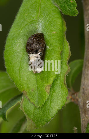 Pflaumen-Zipfelfalter, Pflaumenzipfelfalter, Puppe, Satyrium pruni, Fixsenia pruni, nero hairstreak, pupa, crisalidi, La Thècle du Foto Stock