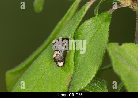 Pflaumen-Zipfelfalter, Pflaumenzipfelfalter, Puppe, Satyrium pruni, Fixsenia pruni, nero hairstreak, pupa, crisalidi, La Thècle du Foto Stock