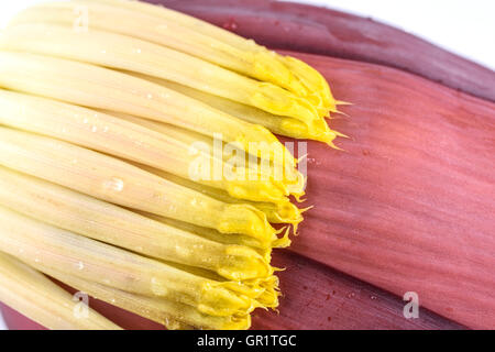 Close up banana bud, banana blossom isolati su sfondo bianco Foto Stock