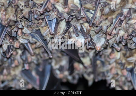 Gruppi di sleeping pipistrelli in grotta Foto Stock