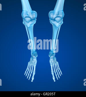 Piede umano scansione radiografia, accurata dal punto di vista medico 3D illustrazione Foto Stock