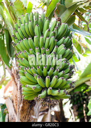 Banane acerbe appesi dall'albero. Una grande mano di piccole banane stagiona in un Azorian banana Grove. Foto Stock