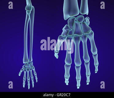 Mano umana anatomia. Accurata dal punto di vista medico 3D illustrazione Foto Stock