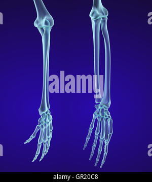 Mano umana anatomia. Accurata dal punto di vista medico 3D illustrazione Foto Stock