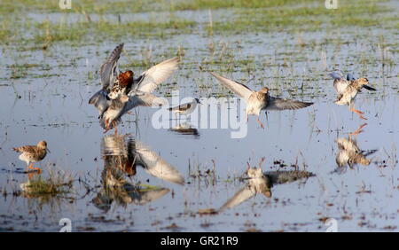 I ruff europei (Calidris pugnax) si stanno abbassando Foto Stock