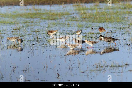 Gruppo di foraggieri europei maschi e femmine (Calidris pugnax) in primavera Foto Stock