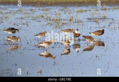 Gruppo di foraggieri europei maschi e femmine ( Calidris pugnax) in primavera Foto Stock