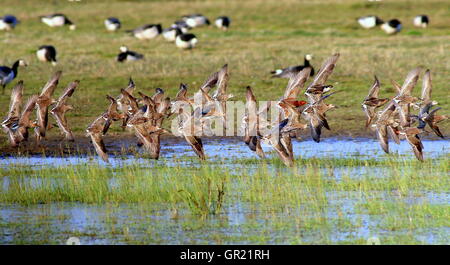 Un grande gruppo di uomini e donne europei Ruff (Calidris pugnax) in volo Foto Stock