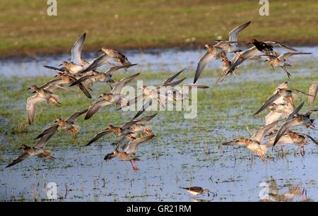 Un grande gruppo di uomini e donne europei Ruff (Calidris pugnax) in volo poco prima di atterrare Foto Stock