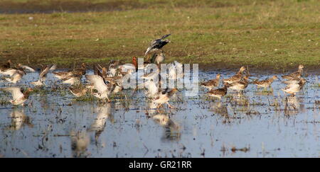 Grande gruppo di maschio e femmina Ruffs europea (Philomachus pugnax) foraggio Foto Stock