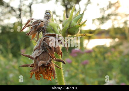 Un fiore morto in una prateria di preservare in Chicago, IL Foto Stock