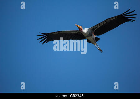 Il dipinto di Stork e il blu del cielo Foto Stock