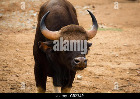 Il gaur anche chiamato bisonte indiano, è il più grande extant bovini, nativo di Asia del Sud e del sud-est asiatico Foto Stock