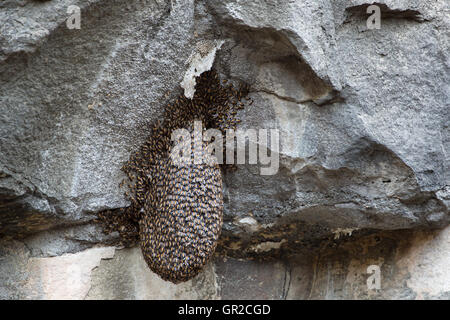 Uno sciame di api del nesting sulla roccia Foto Stock