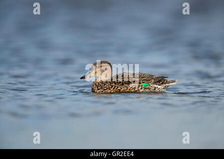 Teal / Krickente ( Anas crecca ), femmine di anatra, nel colorato abito di allevamento, nuota bene sulla calma acqua blu, la fauna selvatica, l'Europa. Foto Stock