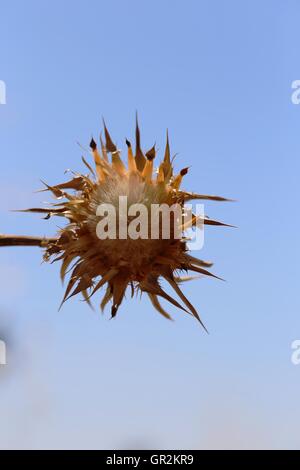 Asciugare Thorn Flower, Cardo. Fiori secchi di Silybum Marianum, vista dal basso. Cardus Marianus, cardo, beata Milkthistle, cardo mariano, Mar Foto Stock