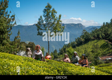 Raccolta di tè al Kolukkumalai piantagione di tè, Tamil Nadu, India Foto Stock