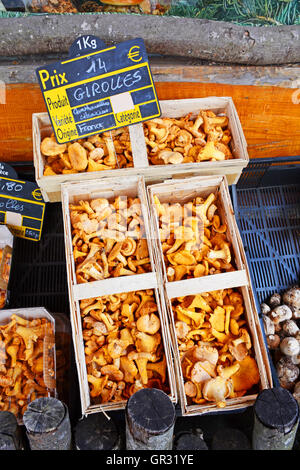Girolles nel cesto in legno su stallo del fruttivendolo shop La Chaise-Dieu Haute Loire Auvergne Francia Foto Stock