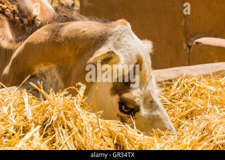La faccia di un cammello di mangiare alcuni fieno. Foto Stock