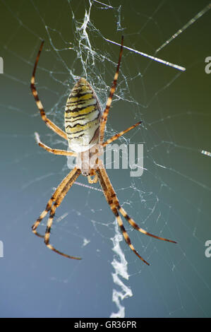 Ingrandimento della fotografia di striped wasp spider sul web Foto Stock