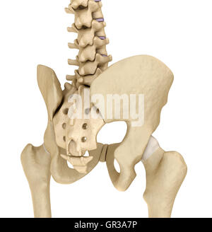 Medical accurata illustrazione dell'anca retro Foto Stock