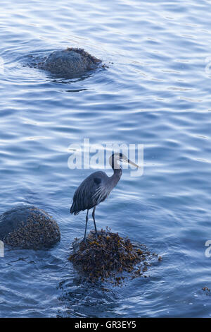 Airone blu in piedi su una roccia a bordo dell'acqua a Stanley Park, Vancouver Foto Stock