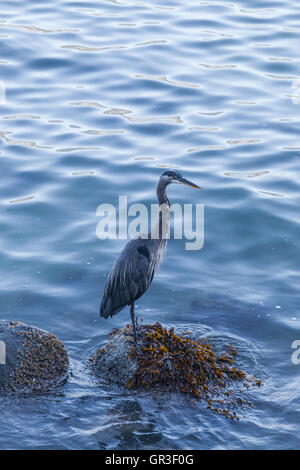 Airone blu in piedi su una roccia a bordo dell'acqua a Stanley Park, Vancouver Foto Stock