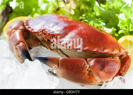 Il granchio intero su ghiaccio Foto Stock