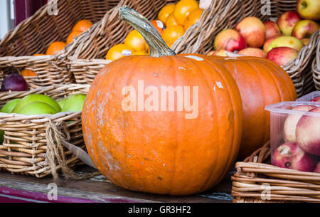 La zucca è una cultivar di squash impianto, più comunemente di cucurbita pepo, che è rotondo, con superficie liscia, leggermente orlate pelle un Foto Stock