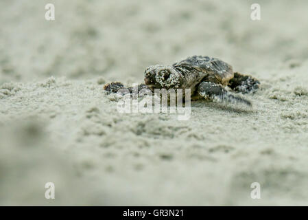 Baby tartaruga caretta cova - Caretta caretta | North Carolina - Sunset Beach | in via di estinzione giovani tartarughe in salita verso l'oceano attraverso la sabbia Foto Stock