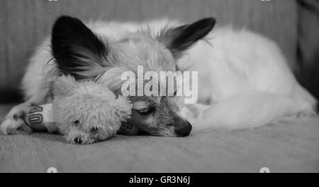 Un simpatico Papillion razza cane | Continental Toy Spaniel | dormire con un piccolo animale farcito | bianco e nero | butterfly orecchie del cane Foto Stock