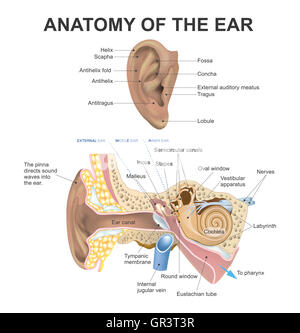 L'orecchio umano è costituito da tre parti l'orecchio esterno, all'orecchio medio e orecchio interno. Il canale uditivo dell'orecchio esterno viene separato dal Foto Stock