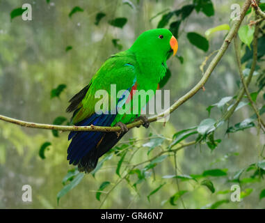Eclectus Parrot (Eclectus roratus) è nativo per le Isole Salomone, Nuova Guinea, nel nordest Australia Foto Stock