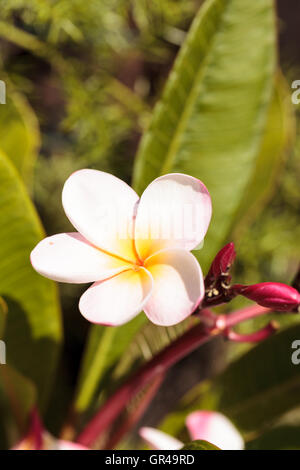 Hawaiian rosa e bianco plumeria ibrido, frangipani fiorisce in estate alle Hawaii Foto Stock