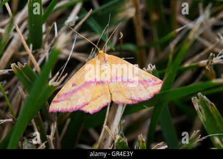 Un geometra Chickweed tarma (Haematopis grataria) di appoggio in un prato, Indiana, Stati Uniti Foto Stock