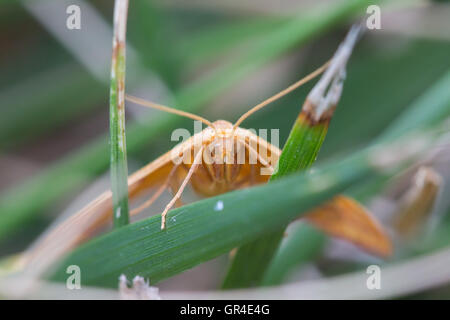 Un primo piano di un geometra Chickweed tarma (Haematopis grataria) appoggiata su fili di erba, Indiana, Stati Uniti Foto Stock