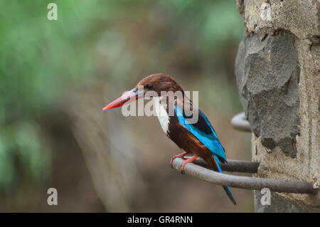 Il bianco-throated kingfisher, halcyon smyrnensis noto anche come il bianco-breasted kingfisher o smirne kingfisher, sangli, maha Foto Stock