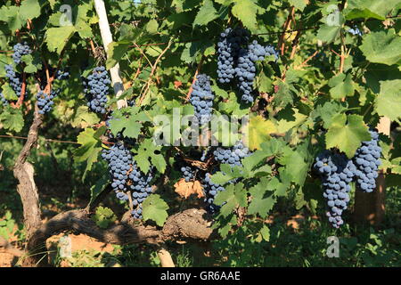 Viticoltura distretto, Dalmazia, Croazia, Europa Foto Stock