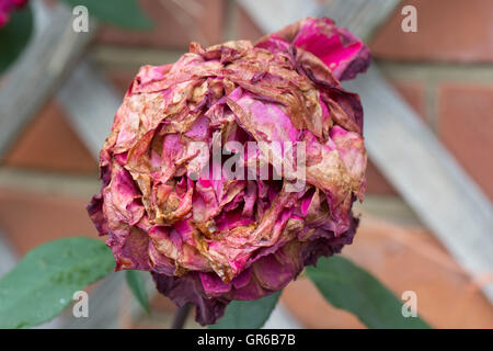 La muffa grigia o botrite batterico, Botrytis cinerea, rovinando la fioritura di una rosa rossa dopo la pioggia di estate Foto Stock