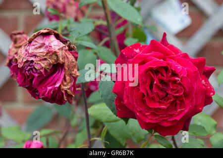 La muffa grigia o botrite batterico, Botrytis cinerea, coccolati e sano di blumi di una rosa rossa dopo la pioggia di estate Foto Stock