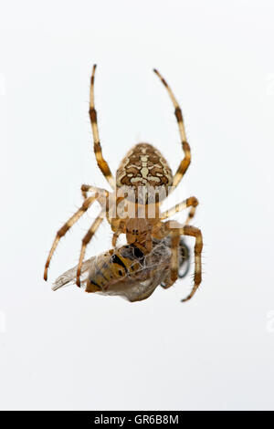 Giardino europeo, ragno Araneus diadematus, sul suo web con wasp preda in un bozzolo di seta Foto Stock