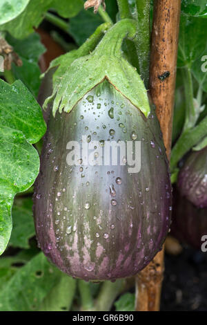 Frutto di melanzane viola con colorazione in marmo, etichettato "bellezza nera" , settembre Foto Stock