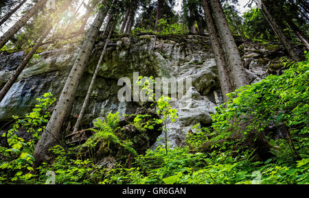 Roccia In foresta Foto Stock