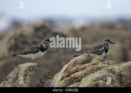 Due rubicondo Turnstones arroccato su affioramenti rocciosi,Jersey,Isole del Canale Foto Stock