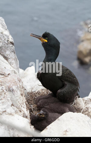 Marangone dal ciuffo e due pulcini sul nido a farne le isole Northumberland England Regno Unito Phalacrocorax aristotelis Foto Stock